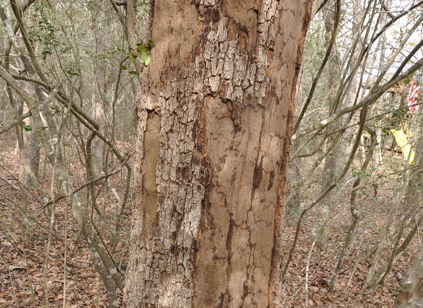 Hypoxylon Canker (Oak)
